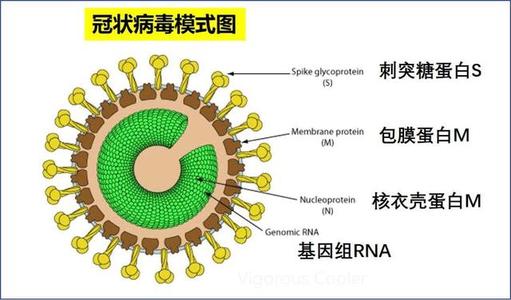 生物安全性检测之新冠病毒消毒灭活试验（一）
